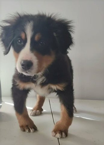 Bernese Mountain Dog For Sale Wooster, OH Female- Lily