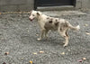 Mini Australian Shepherd Mix For Sale Fredericksburg, OH Female- Betz