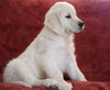 AKC Registered English Cream Golden Retriever For Sale Fredericksburg, OH Female - Beth -Genetic Tested