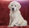 AKC Registered English Cream Golden Retriever For Sale Fredericksburg, OH Female - Beth -Genetic Tested