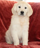 AKC Registered English Cream Golden Retriever For Sale Fredericksburg, OH Female - Beth -Genetic Tested