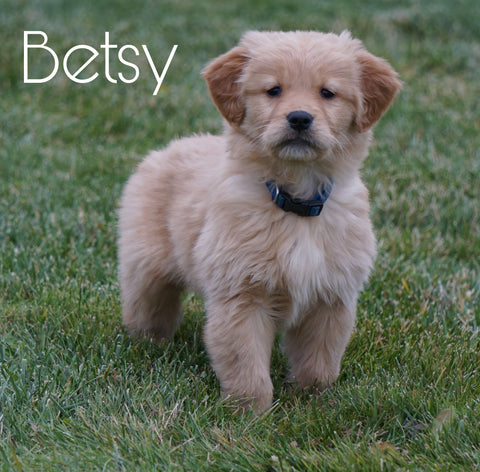 AKC Registered Golden Retriever For Sale Fredericksburg, OH Female- Betsy