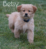 AKC Registered Golden Retriever For Sale Fredericksburg, OH Female- Betsy