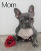 AKC Registered French Bulldog For Sale Holmesville, OH Female- Lisa