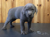 AKC Registered Silver Labrador Retriever For Sale Fredericksburg, OH Male- Billy