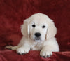AKC Registered English Cream Golden Retriever For Sale Fredericksburg, OH Male - Bingo -Genetic Tested