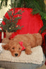 F1B Goldendoodle (Standard) For Sale Sugarcreek, OH Male- Bingo