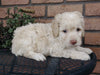 Cockapoo For Sale Millersburg, OH Male- Bingo