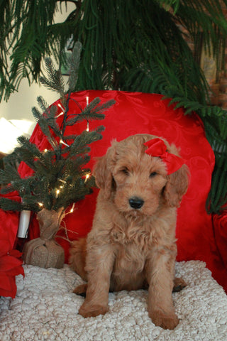 F1B Goldendoodle (Standard) For Sale Sugarcreek, OH Male- Bingo