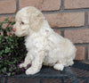 Cockapoo For Sale Millersburg, OH Male- Bingo
