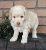 Cockapoo For Sale Millersburg, OH Male- Bingo