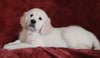 AKC Registered English Cream Golden Retriever For Sale Fredericksburg, OH Male - Bingo -Genetic Tested