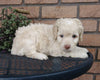 Cockapoo For Sale Millersburg, OH Male- Bingo