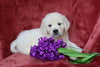 AKC Registered English Cream Golden Retriever For Sale Fredericksburg, OH Male- Bingo