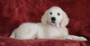 AKC Registered English Cream Golden Retriever For Sale Fredericksburg, OH Male - Bingo -Genetic Tested