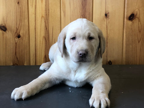 AKC Registered Labrador Retriever For Sale Fredericksburg, OH Male- Bingo