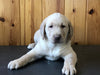 AKC Registered Labrador Retriever For Sale Fredericksburg, OH Male- Bingo