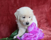 AKC Registered English Cream Golden Retriever For Sale Fredericksburg, OH Male- Birch