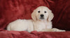 AKC Registered English Cream Golden Retriever For Sale Fredericksburg, OH Male - Birch -Genetic Tested