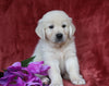 AKC Registered English Cream Golden Retriever For Sale Fredericksburg, OH Male- Birch