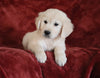 AKC Registered English Cream Golden Retriever For Sale Fredericksburg, OH Male - Birch -Genetic Tested