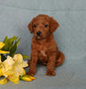 F1B Mini Labradoodle For Sale Millersburg, OH Female- Biscuit
