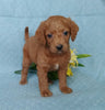 F1B Mini Labradoodle For Sale Millersburg, OH Female- Biscuit
