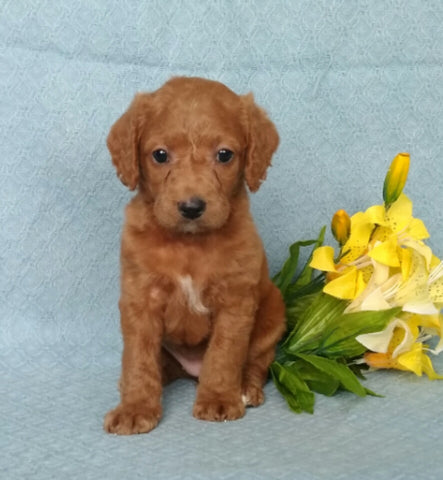F1B Mini Labradoodle For Sale Millersburg, OH Female- Biscuit