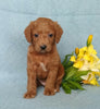 F1B Mini Labradoodle For Sale Millersburg, OH Female- Biscuit