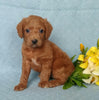 F1B Mini Labradoodle For Sale Millersburg, OH Female- Biscuit