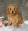 Mini Labradoodle For Sale Millersburg, OH Female- Biscuit