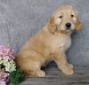 F1B Goldendoodle For Sale Millersburg, OH Female- Biscuit