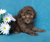 Cockapoo For Sale Millersburg, OH Male- Biscuit