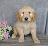 F1B Goldendoodle For Sale Millersburg, OH Female- Biscuit