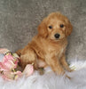 Mini Labradoodle For Sale Millersburg, OH Female- Biscuit