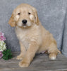 F1B Goldendoodle For Sale Millersburg, OH Female- Biscuit