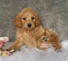 Mini Labradoodle For Sale Millersburg, OH Female- Biscuit