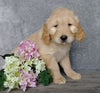F1B Goldendoodle For Sale Millersburg, OH Female- Biscuit