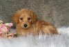 Mini Labradoodle For Sale Millersburg, OH Female- Biscuit