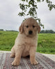 AKC Registered Golden Retriever For Sale Wooster, OH Female- Biscuit