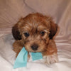 Jack-a-poo For Sale Fredericksburg, OH Male- Blake