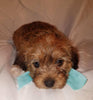 Jack-a-poo For Sale Fredericksburg, OH Male- Blake