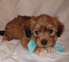 Jack-a-poo For Sale Fredericksburg, OH Male- Blake