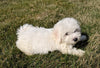 ACA Registered Bichon Frise For Sale Millersburg, OH Male- Blake