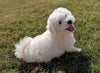 ACA Registered Bichon Frise For Sale Millersburg, OH Male- Blake