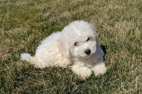 ACA Registered Bichon Frise For Sale Millersburg, OH Male- Blake