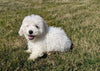 ACA Registered Bichon Frise For Sale Millersburg, OH Male- Blake
