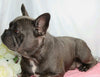AKC Registered French Bulldog For Sale Wooster, OH Female- Heather