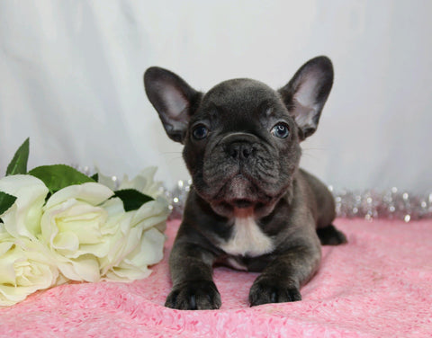 AKC Registered French Bulldog For Sale Wooster, OH Female- Blue Bunny