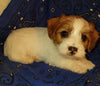 Jack-a-poo For Sale Fredericksburg, OH Male- Bo